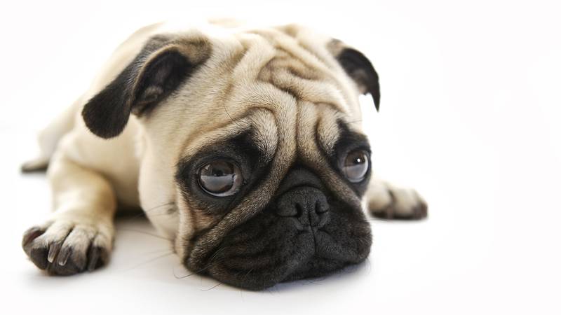 dogpic